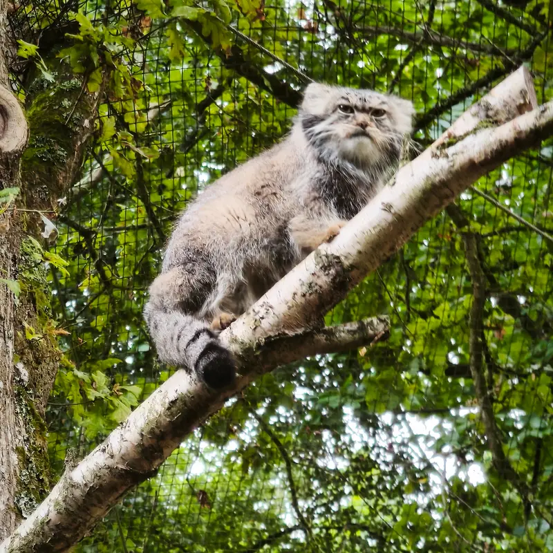 トレゴムール動物園のイウォークの写真