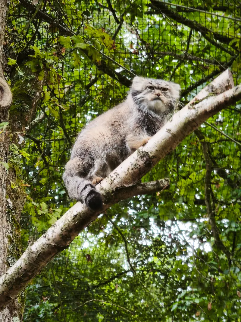 トレゴムール動物園のイウォークの写真