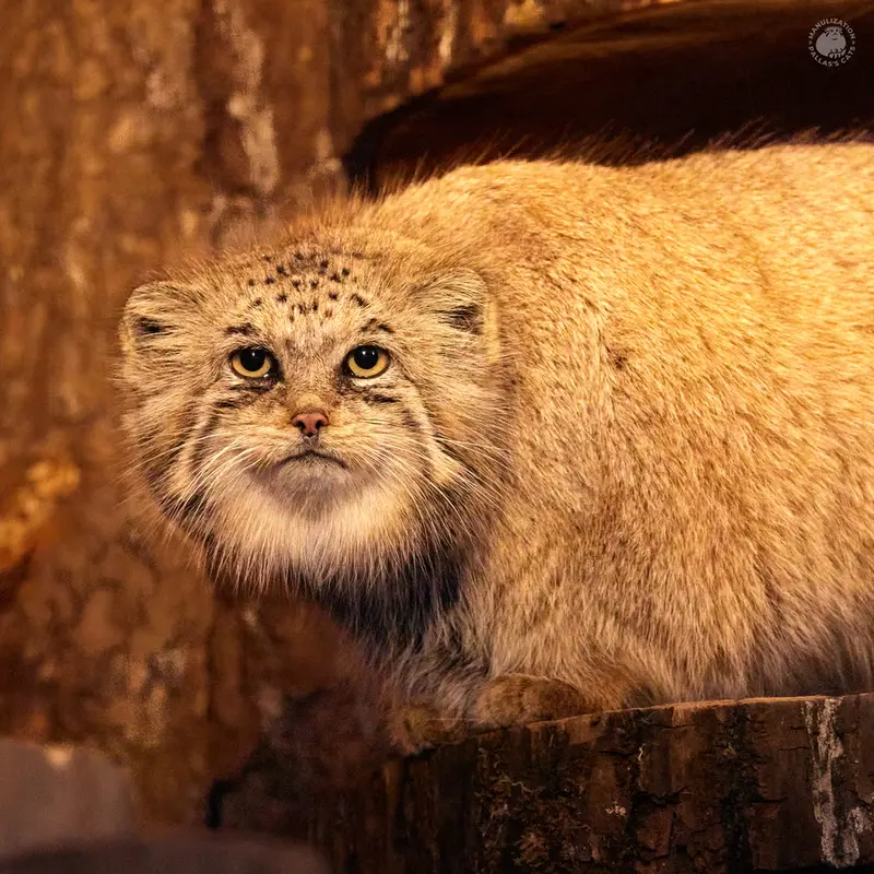 レニングラード動物園のナミカの写真