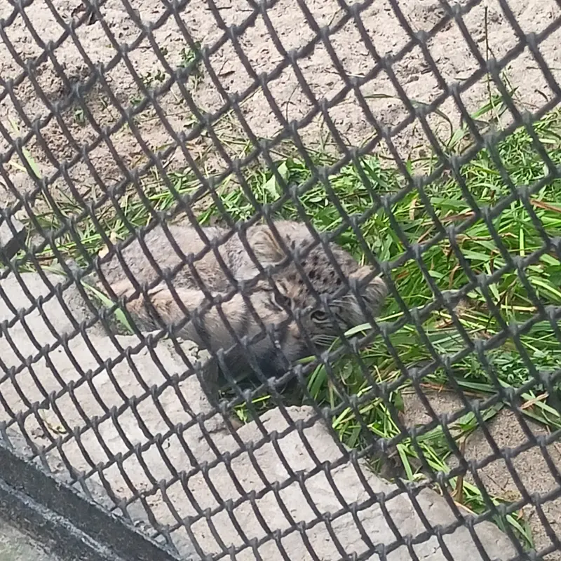 ノヴォシビルスク動物園のマヌルネコの写真