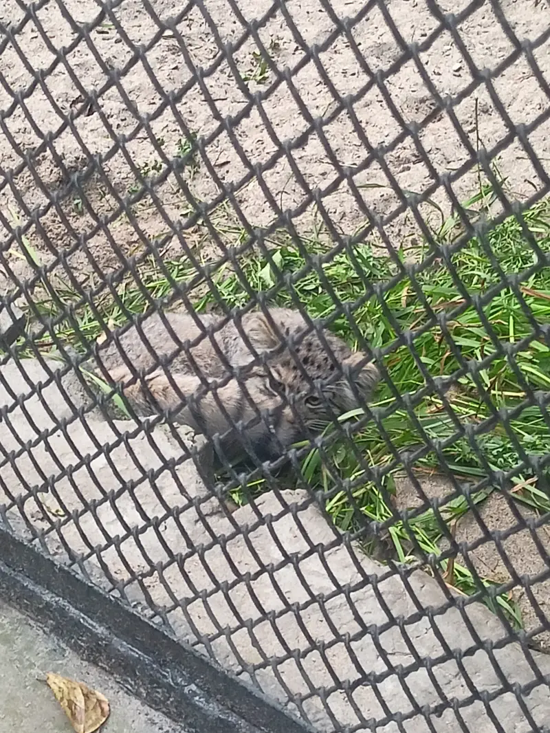 ノヴォシビルスク動物園のマヌルネコの写真