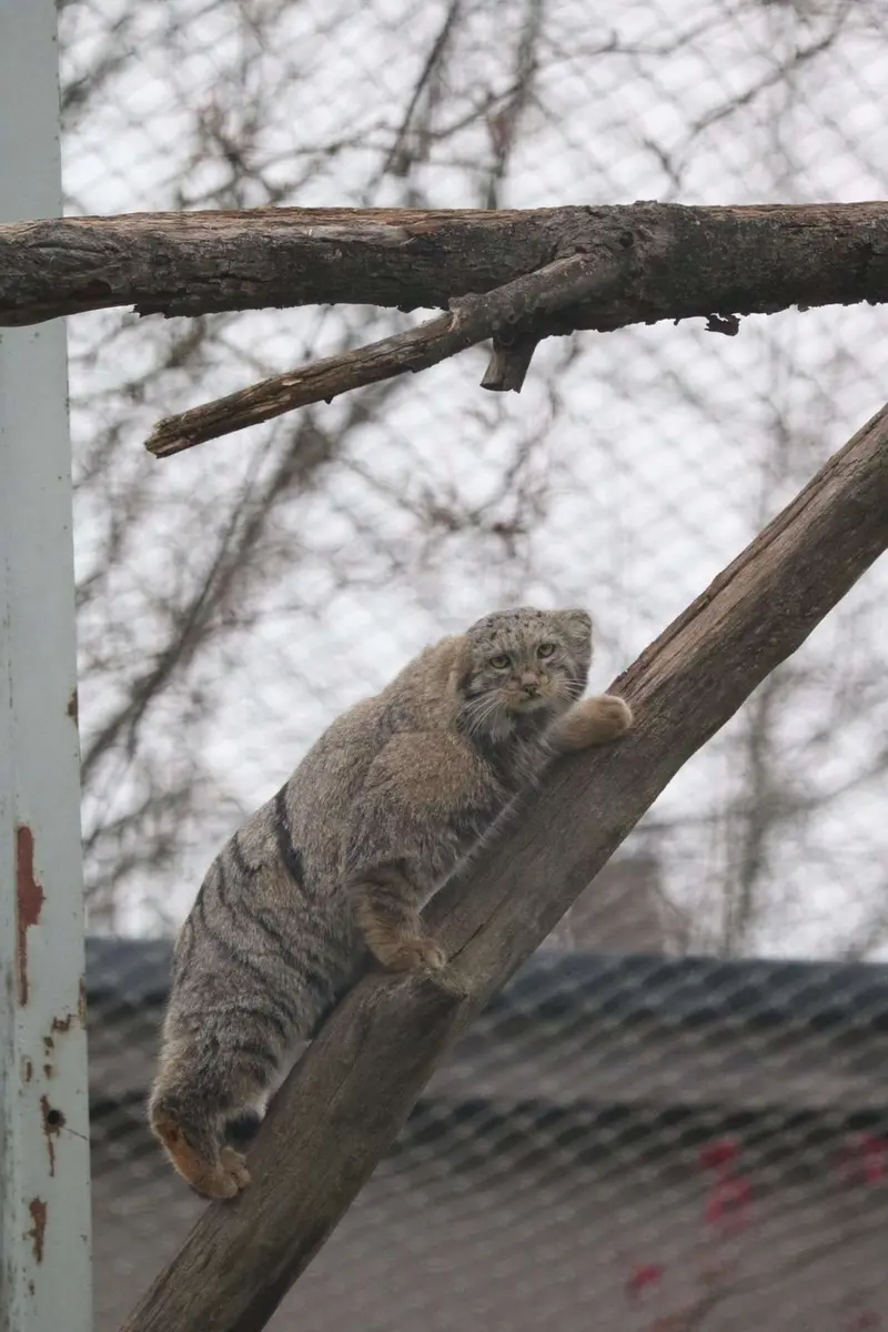 コルケアサーリ動物園のサイミの写真