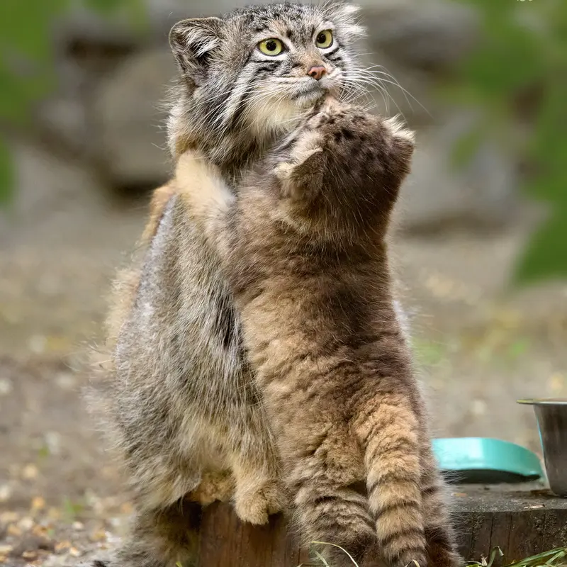 ノヴォシビルスク動物園のスネジャナとスネジャナの息子 b.2026 Ⅰの写真