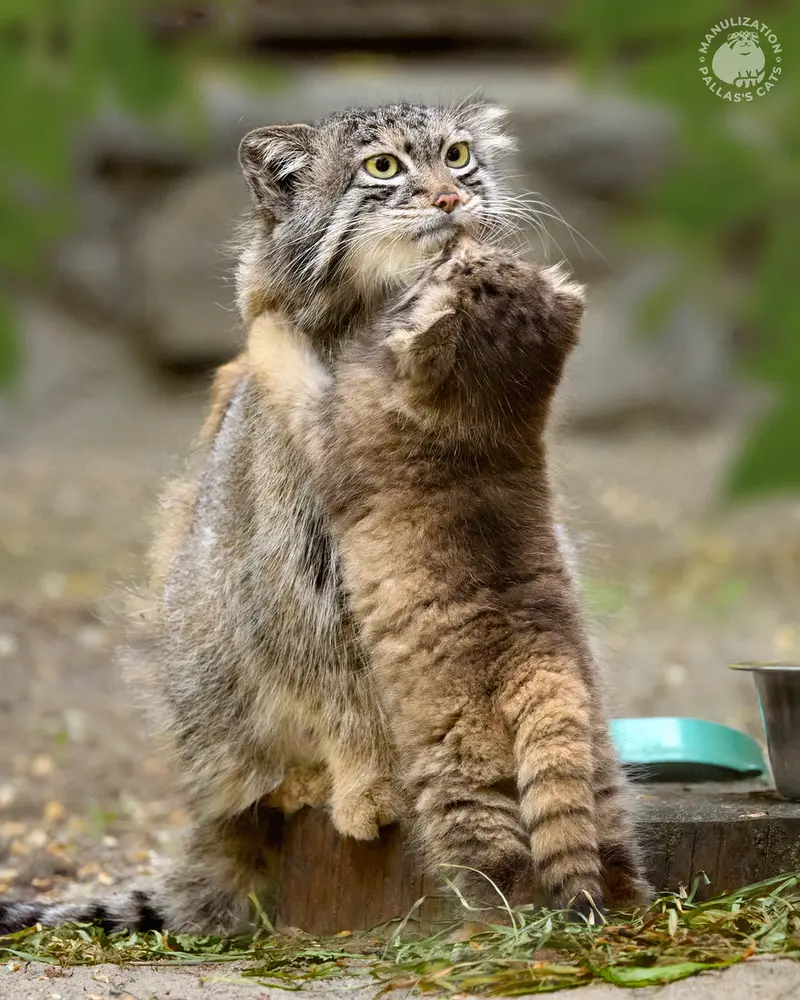 ノヴォシビルスク動物園のスネジャナとスネジャナの息子 b.2026 Ⅰの写真