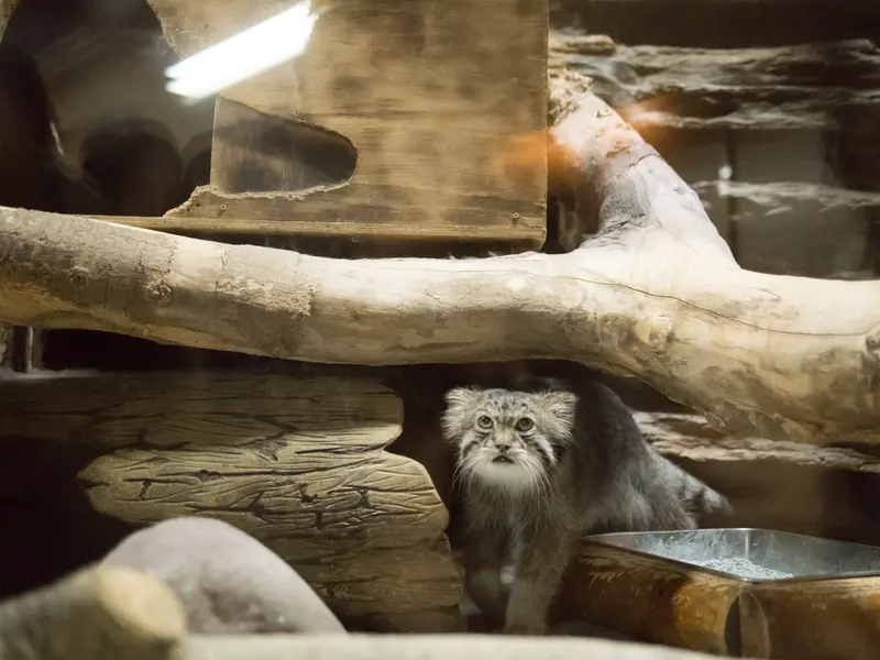 恩賜上野動物園のクリョンの写真