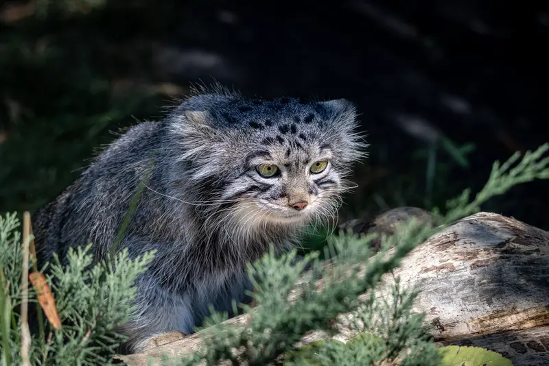 モスクワ動物園のティモフェイの写真