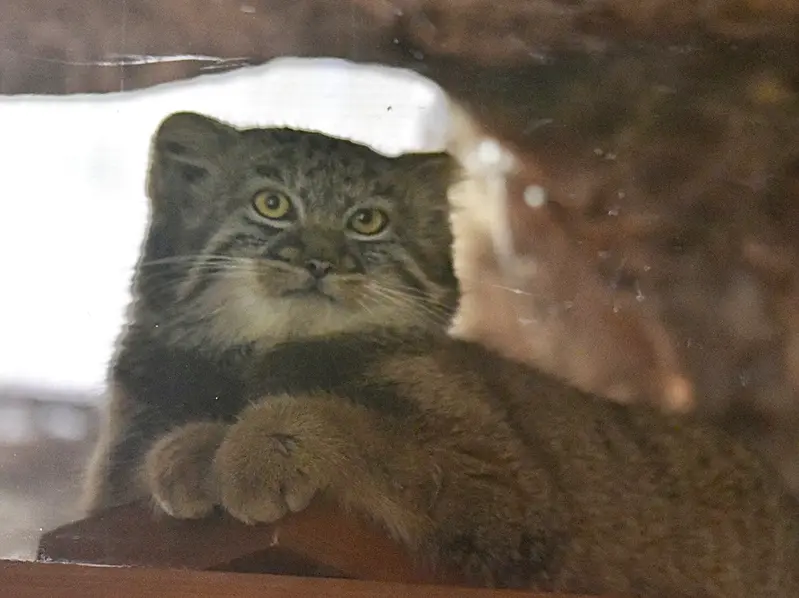 恩賜上野動物園のアブリコースの写真