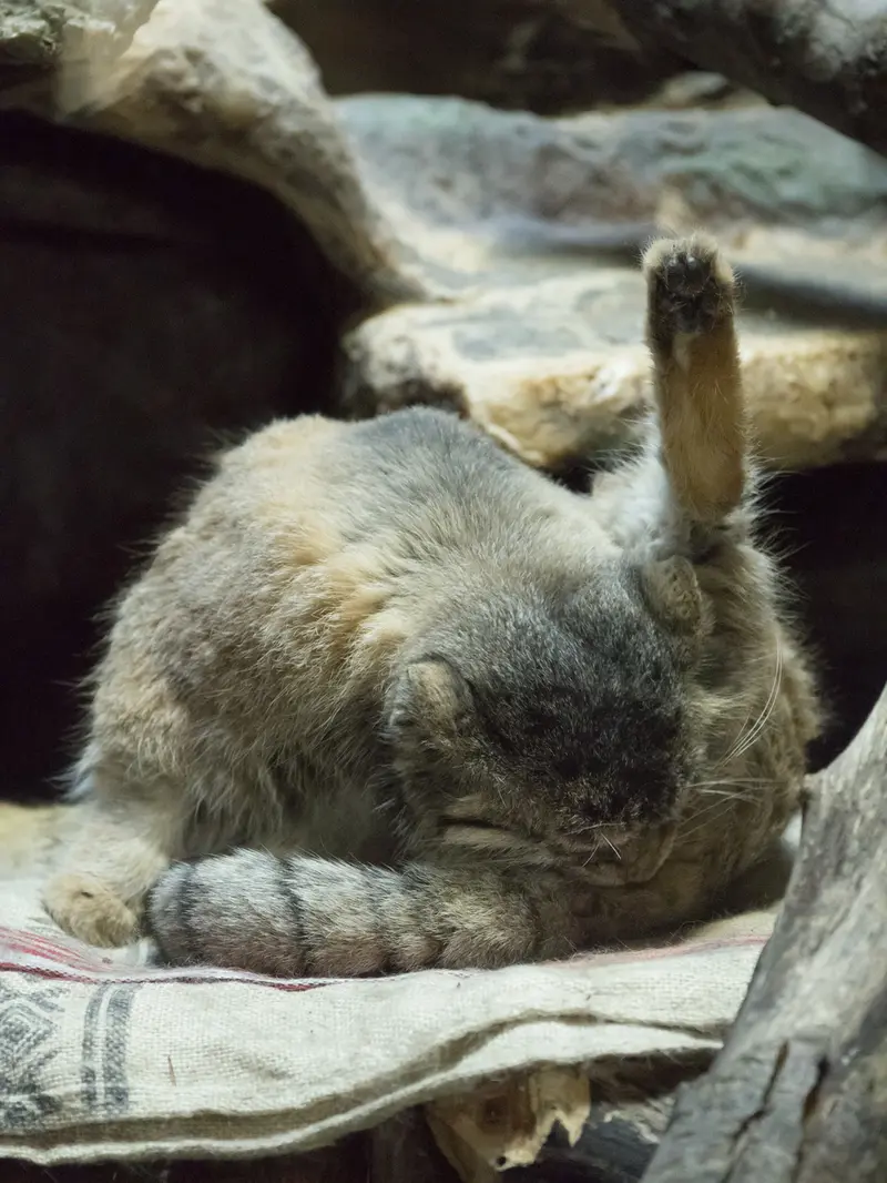 恩賜上野動物園のプリームラの写真