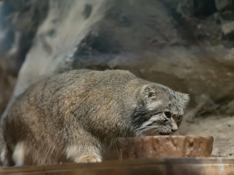 恩賜上野動物園のクリョンの写真