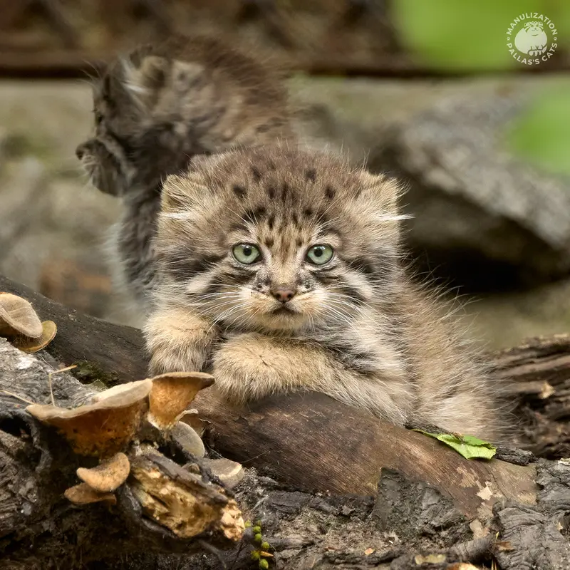 ノヴォシビルスク動物園のガビの写真