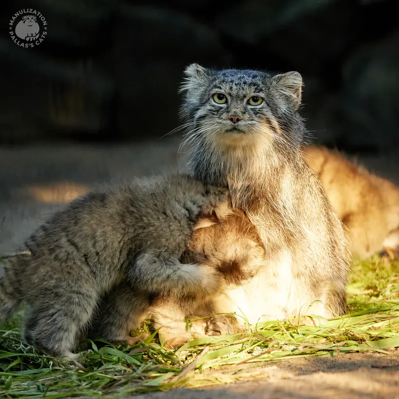 ノヴォシビルスク動物園のミアの写真