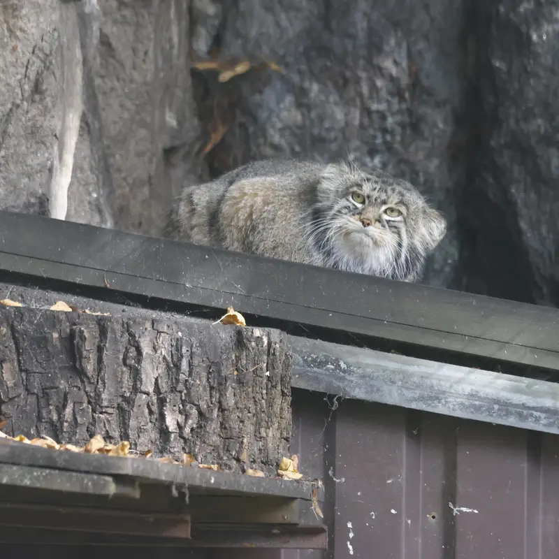 モスクワ動物園のティモフェイの写真