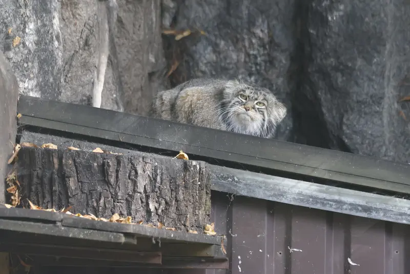 モスクワ動物園のティモフェイの写真