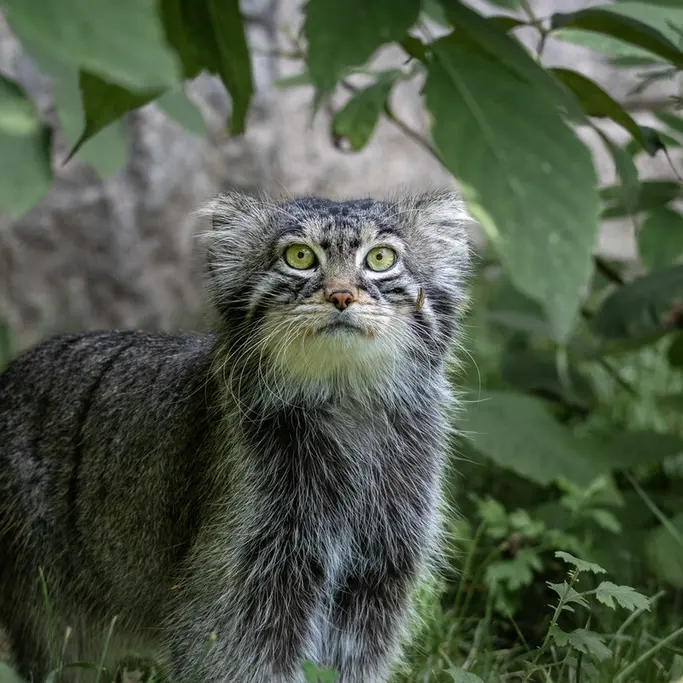 モスクワ動物園のティモフェイの写真