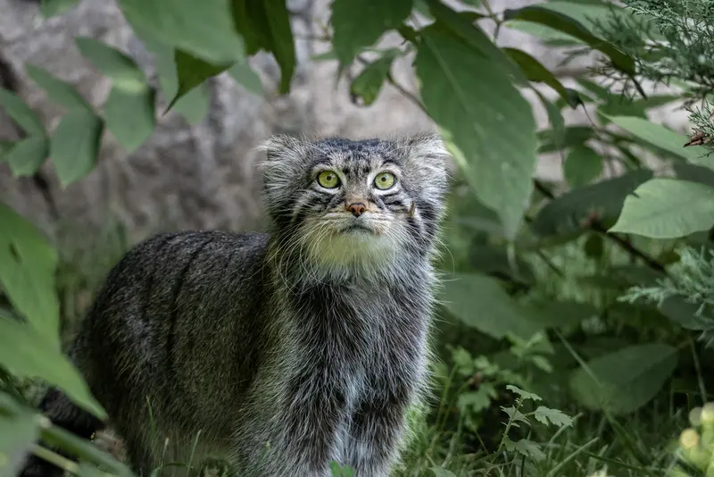 モスクワ動物園のティモフェイの写真