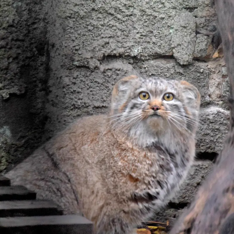 ブダペスト動物園＆植物園のルーシーの写真