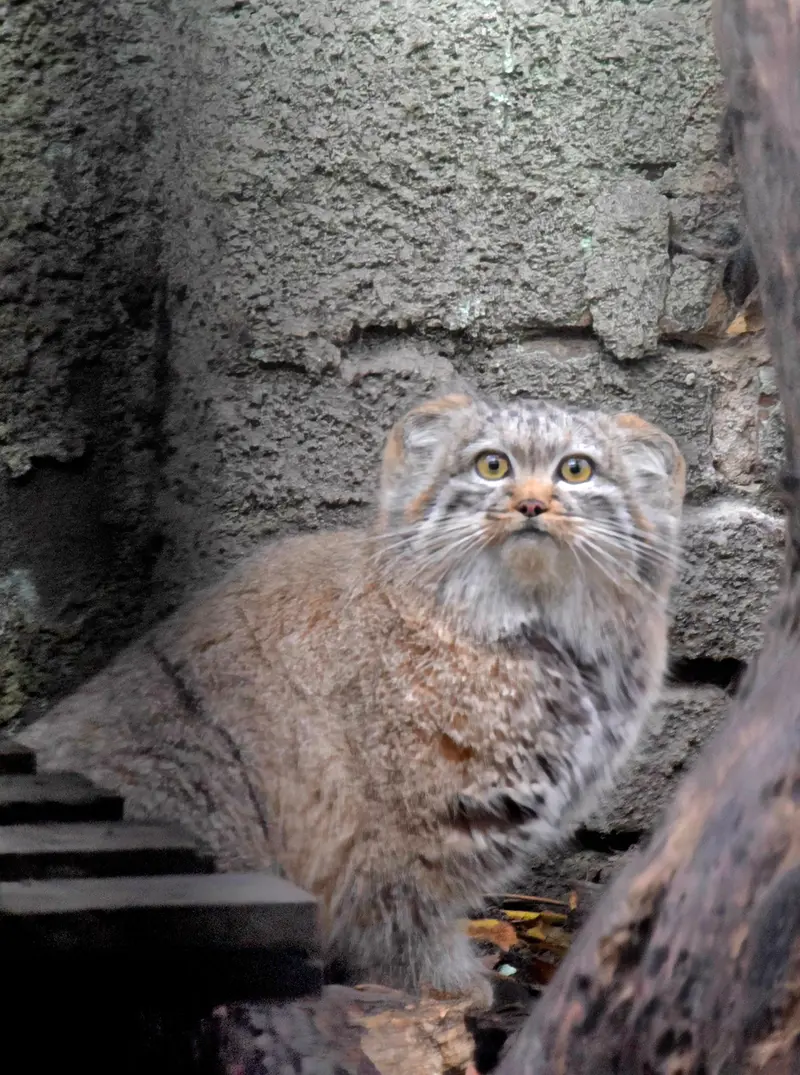 ブダペスト動物園＆植物園のルーシーの写真