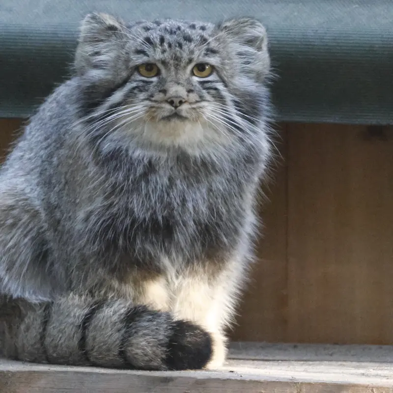 ノヴォシビルスク動物園のスネジャナの娘 b.2026 Ⅱの写真