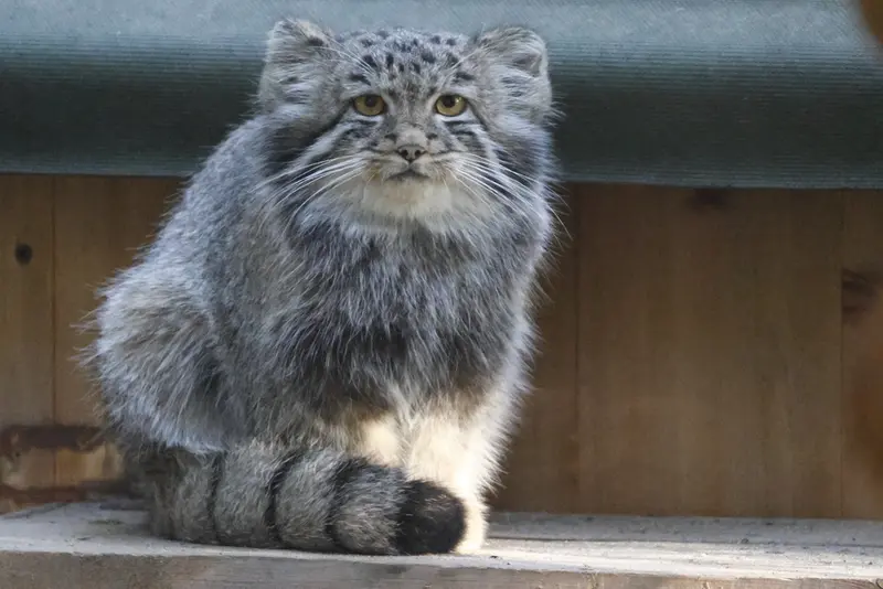 ノヴォシビルスク動物園のマヌルネコの写真