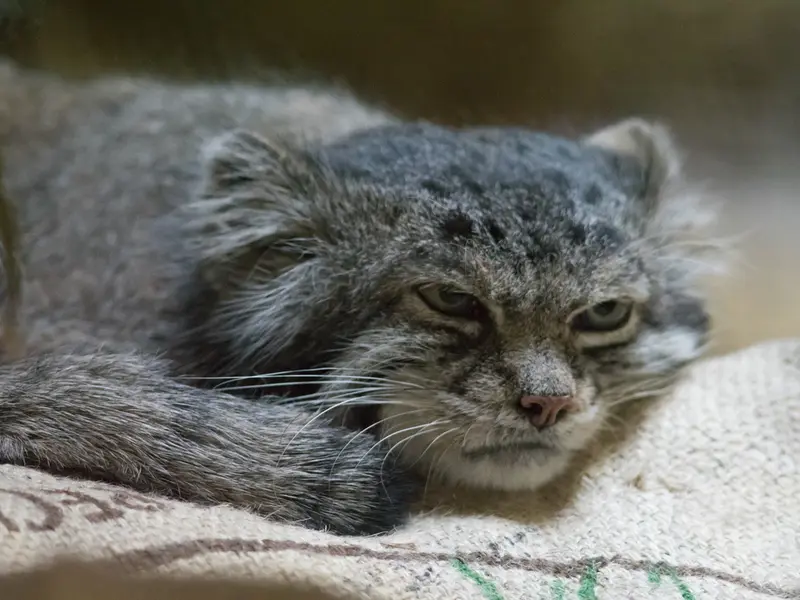 恩賜上野動物園のクリョンの写真
