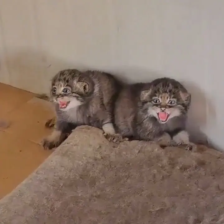 マヌルネコの写真