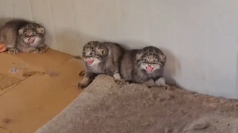 マヌルネコの写真