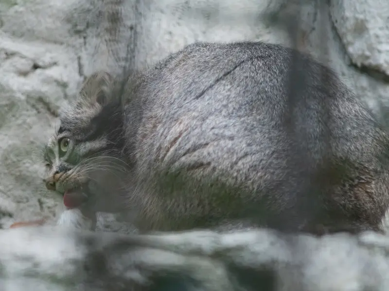 野毛山動物園のフィーガの写真