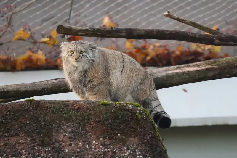 コルケアサーリ動物園のコッリ・オッリの写真