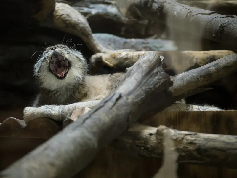 恩賜上野動物園のプリームラの写真