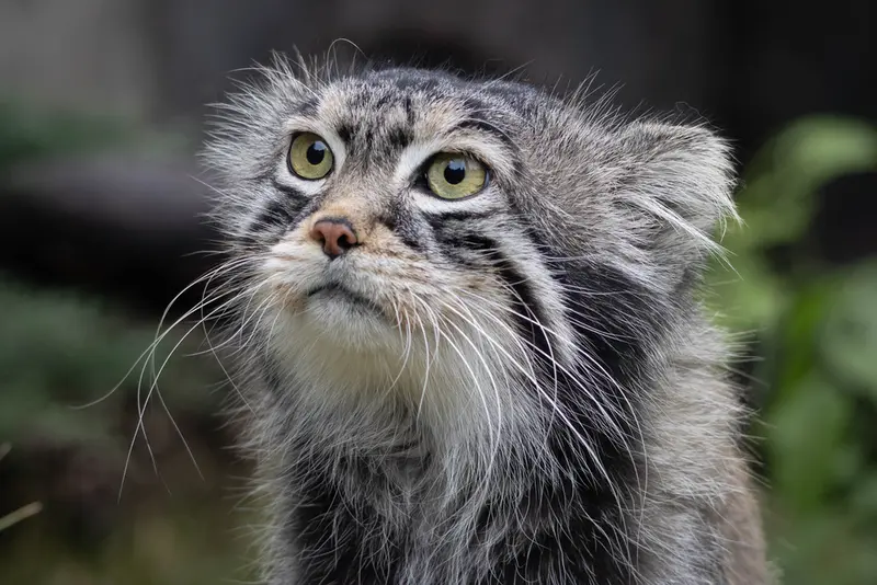 モスクワ動物園のティモフェイの写真