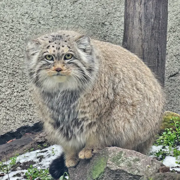 ブダペスト動物園・植物園のボフスの写真
