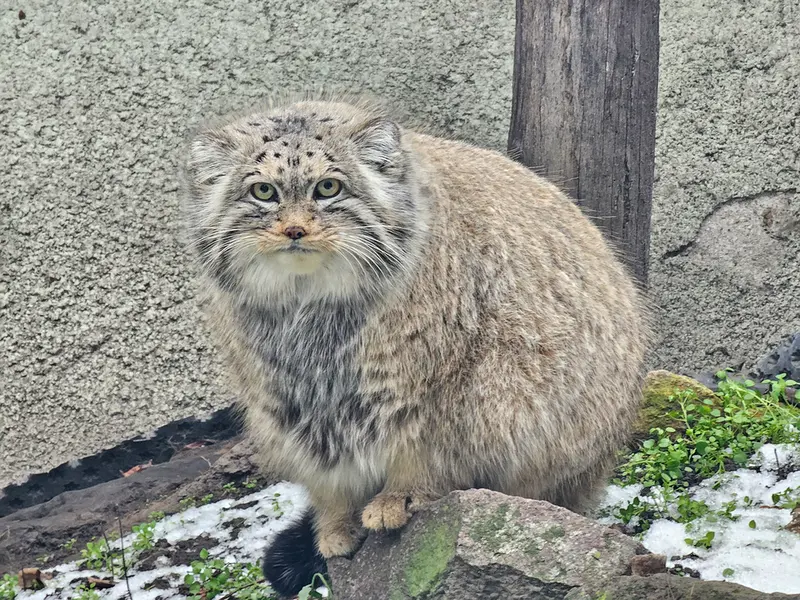 ブダペスト動物園・植物園のボフスの写真