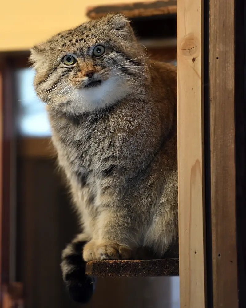 埼玉県こども動物自然公園のロータスの写真