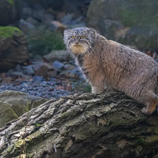 オストラヴァ動物園のモイラの写真