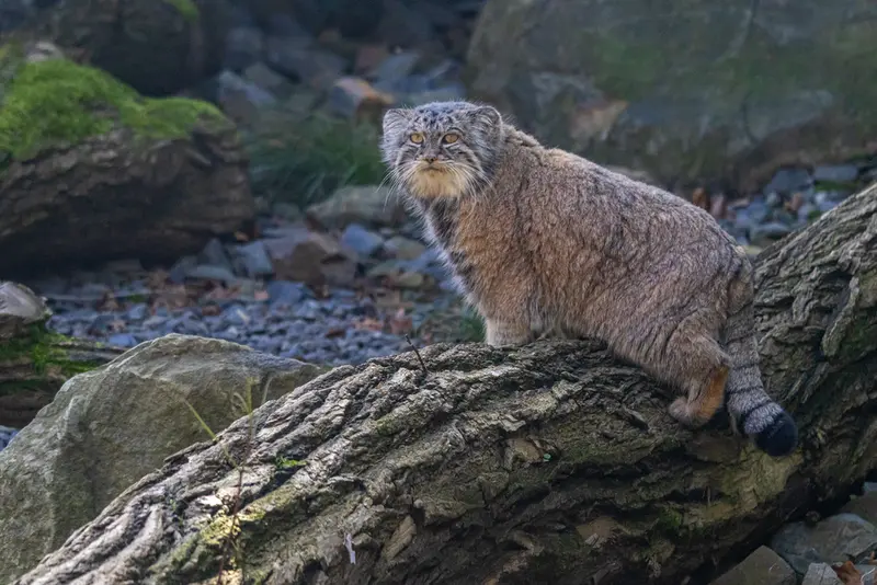 オストラヴァ動物園のモイラの写真