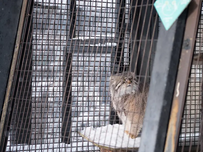 旭山動物園のグルーシャの写真
