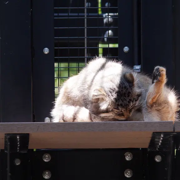 旭山動物園のマヌルネコの写真