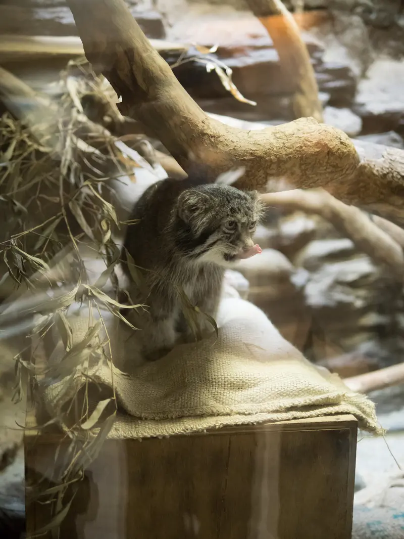 恩賜上野動物園のクリョンの写真