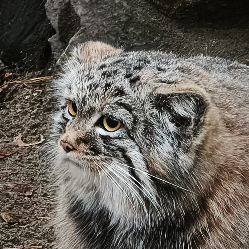 ノヴォシビルスク動物園のアデルの息子（2026年生まれ）Ⅲの写真