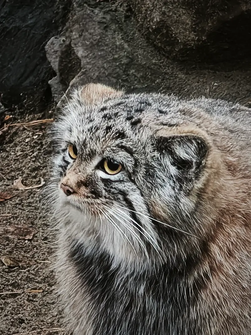 ノヴォシビルスク動物園のアデルの息子（2026年生まれ）Ⅲの写真