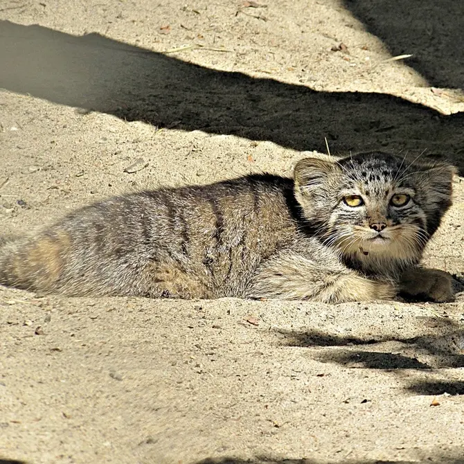 ノヴォシビルスク動物園のマヌルネコの写真