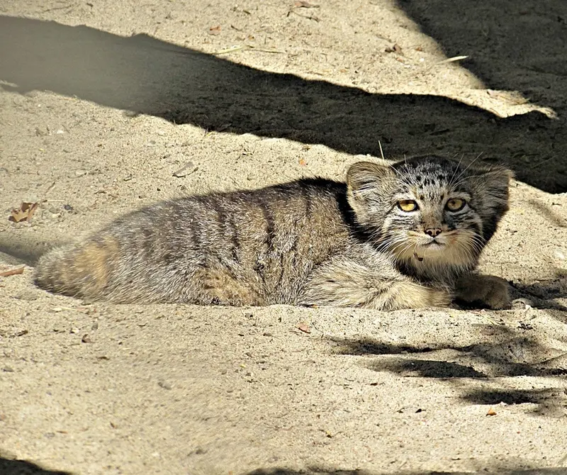 ノヴォシビルスク動物園のマヌルネコの写真