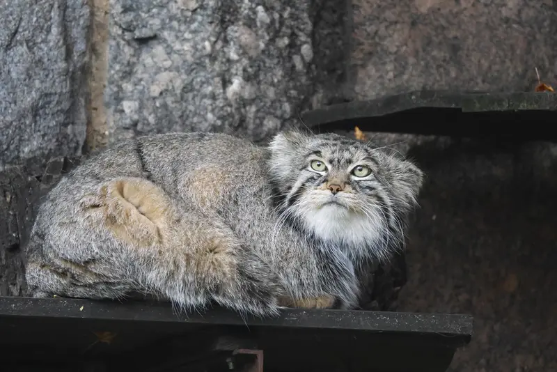 モスクワ動物園のティモフェイの写真