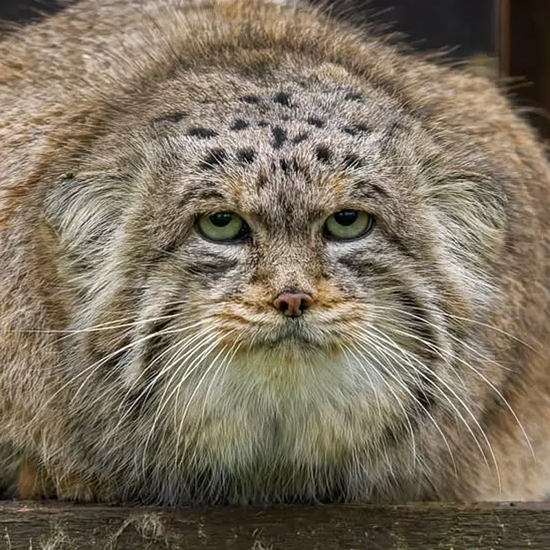 ブルノ動物園のマヌルネコのムズタウ