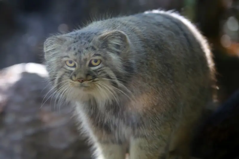 コシツェ動物園のアイセンの写真
