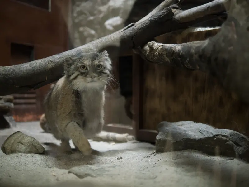 恩賜上野動物園のプリームラの写真