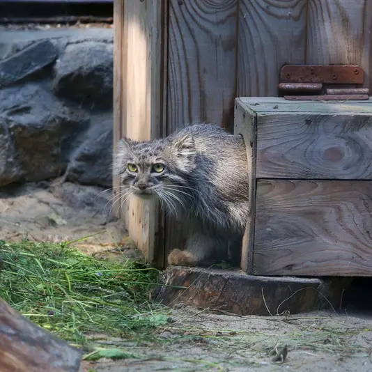 ノヴォシビルスク動物園のアイシャの写真