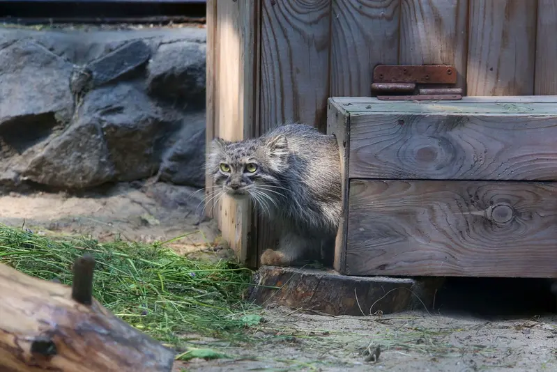 ノヴォシビルスク動物園のアイシャの写真