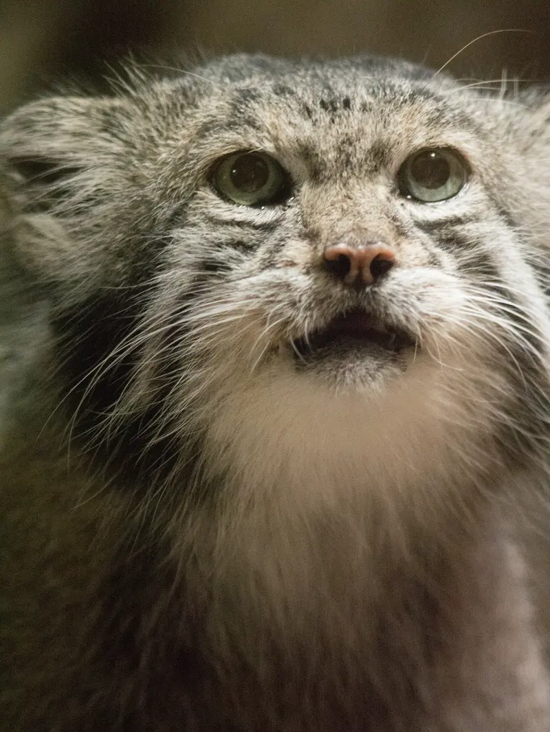 恩賜上野動物園のクリョンの写真
