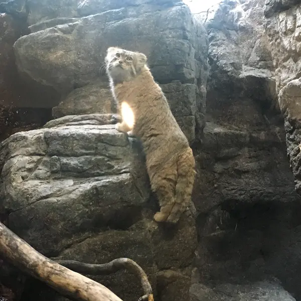 プロスペクト・パーク動物園のボリスの写真
